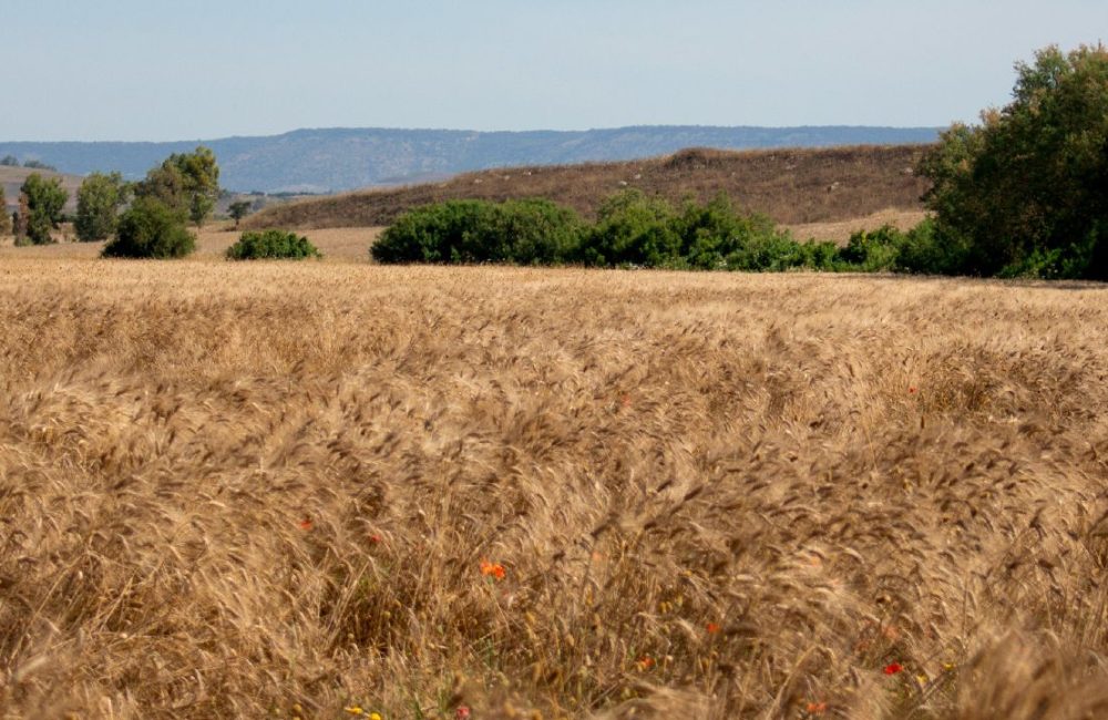 Mamma e su trigu - grano duro sardo F.lli Cellino